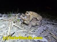 /home//u458753944/public_html/sourcegallery/////////Roxborough Toad Detour/2013-2019/2013/2013-04-09/P1120076.JPG